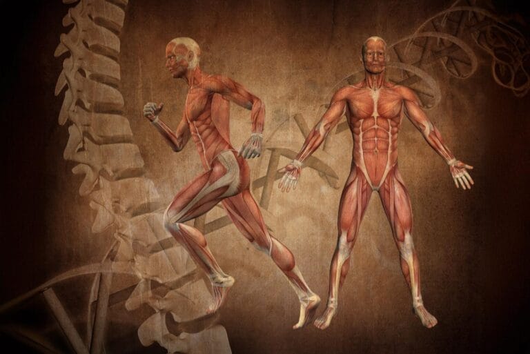 muscular system illustration