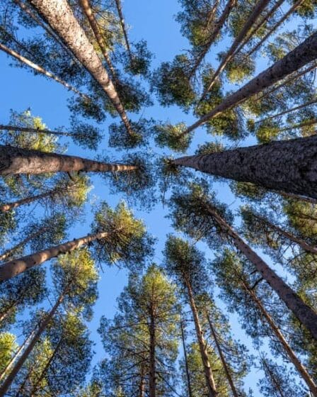 our sustainable manufacturing based on renewable sources